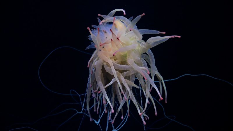 Video: Uncommon octopus, 20 attainable new species filmed at underwater mountain vary close to Chile | The Gentleman Report