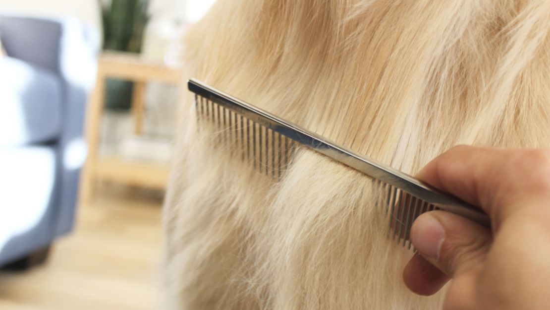 A steel dog comb running through a dog's long, golden hair.