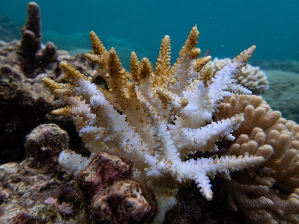 The loss of the planet’s coral reefs would be catastrophic. Although they occupy just <a href="https://www.wri.org/insights/decoding-coral-reefs" target="_blank"> 0.01% of the ocean floor</a>, they support a quarter of all marine life, as well as providing people with food and livelihoods, and help to reduce storm surge and protect against erosion.