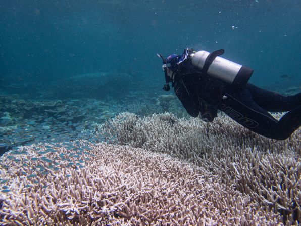 Caused by intense marine heatwaves, bleaching means the corals are depleted of the algae that live inside them and act as a food source.