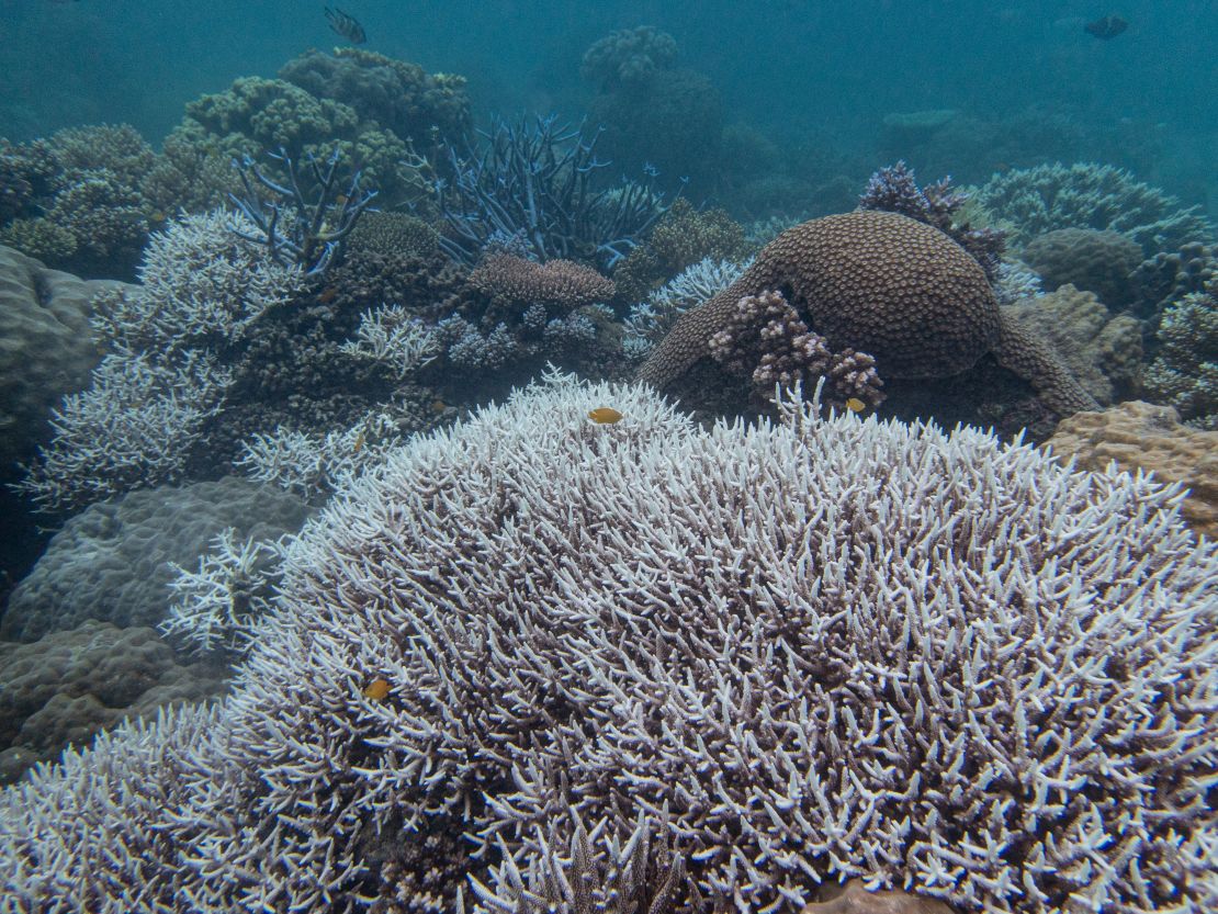 Coral bleached white from a marine heatwave.