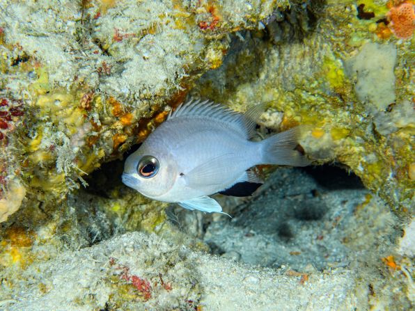 Marine scientists identified the damselfish Chromis abadhah during a survey of the Indian Ocean around the Maldives.