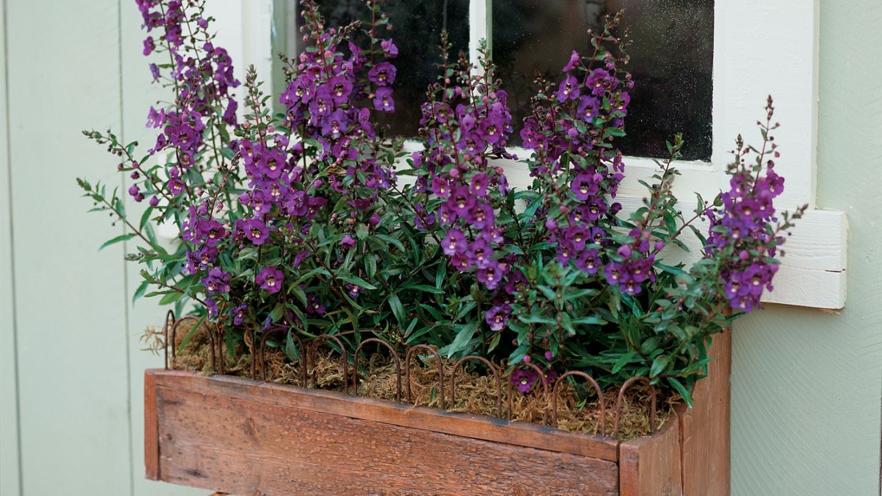 CI_7-angelonia-wbox-pw.jpeg