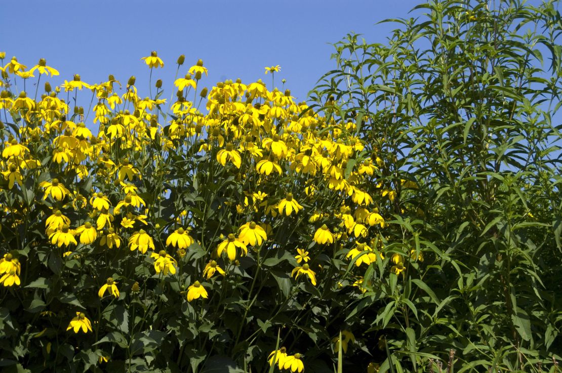 CI_Bailey-Nurseries_Herbstonne-rudbeckia.jpeg