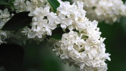 CI_Bailey-Nurseries_White-Lilac.jpeg