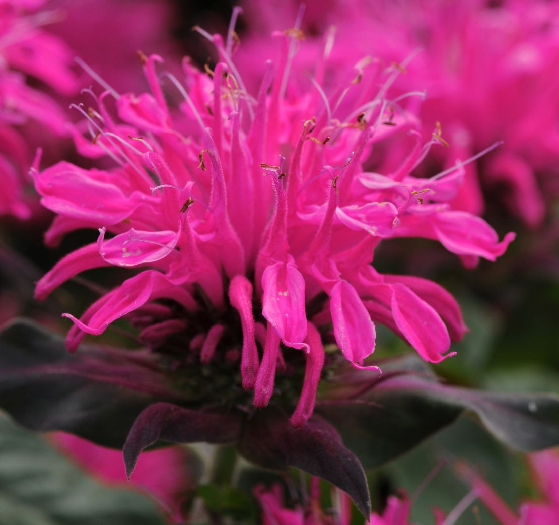 CI_Ball-Horticultural-Co_Balmy-Rose-monarda.jpeg