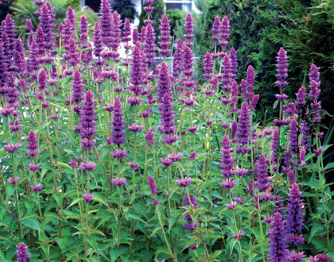 CI_Ball-Horticultural-Co_Blue-Boa-agastache.jpeg