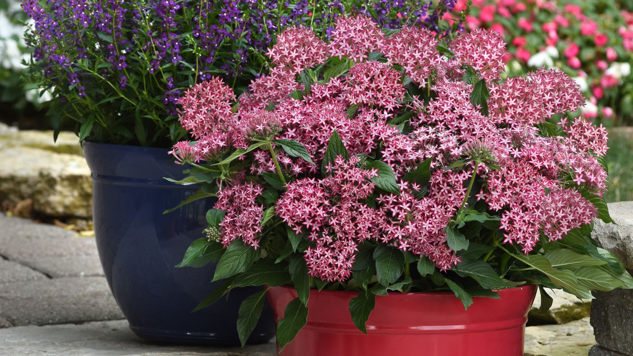 CI_Ball-Horticultural-Co_Glitterati-Red-Star-pentas.jpeg