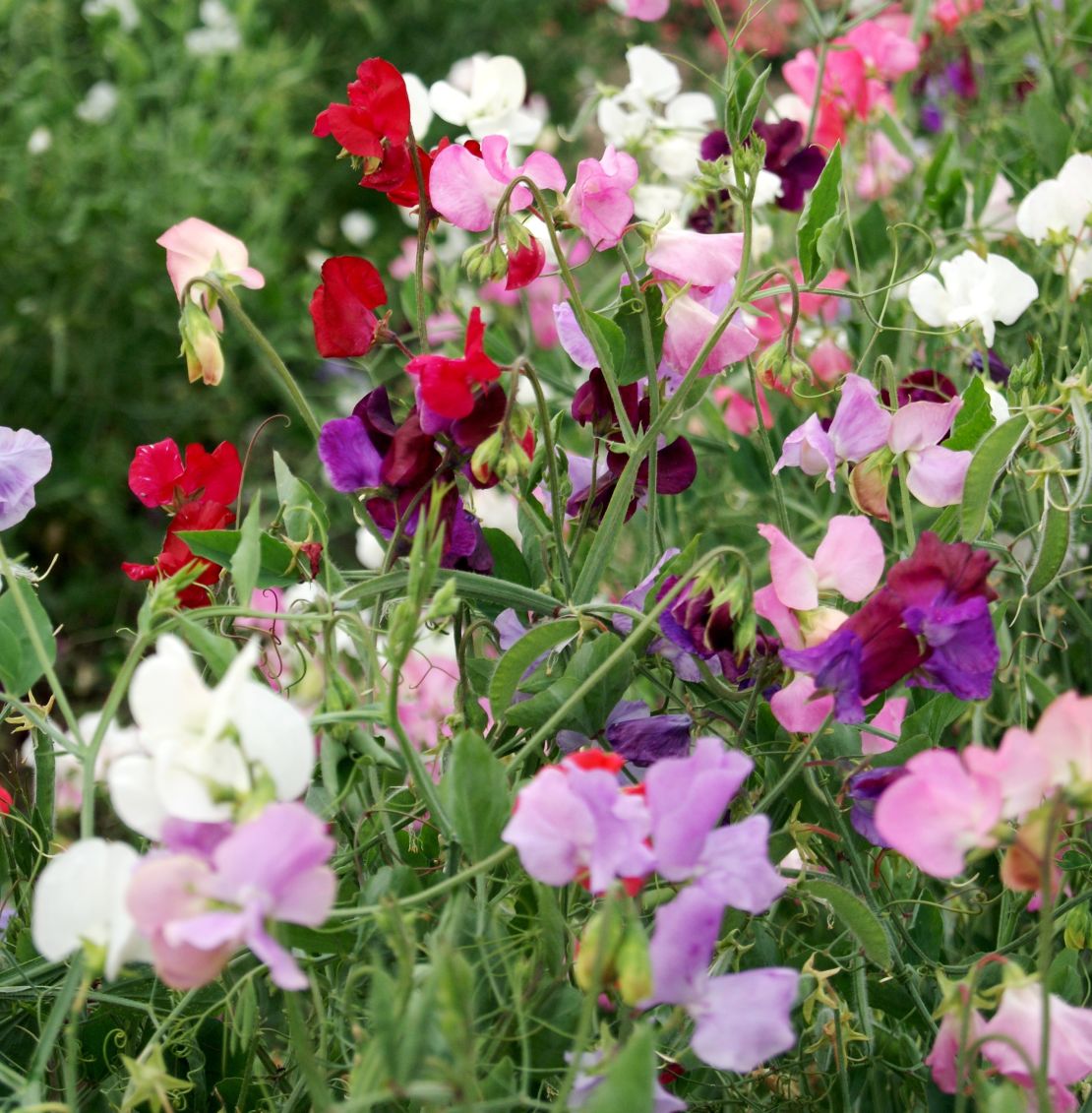 <em>Shown here: ‘Knee High Mix’ sweet pea features a blend of perfumed types that open flowers in shades of pink, lavender, rose, purple, burgundy and white.</em>