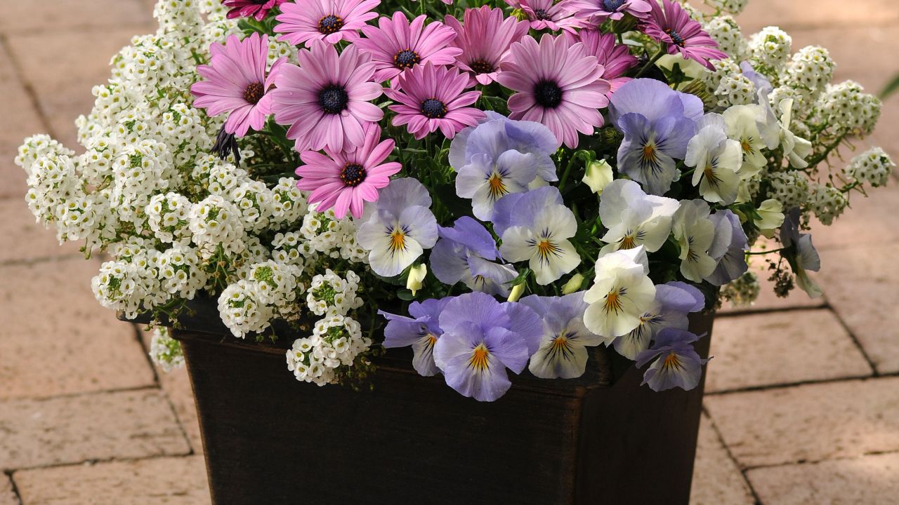 CI_Ball-Horticultural-Co_Osteospermum-and-viola.jpeg