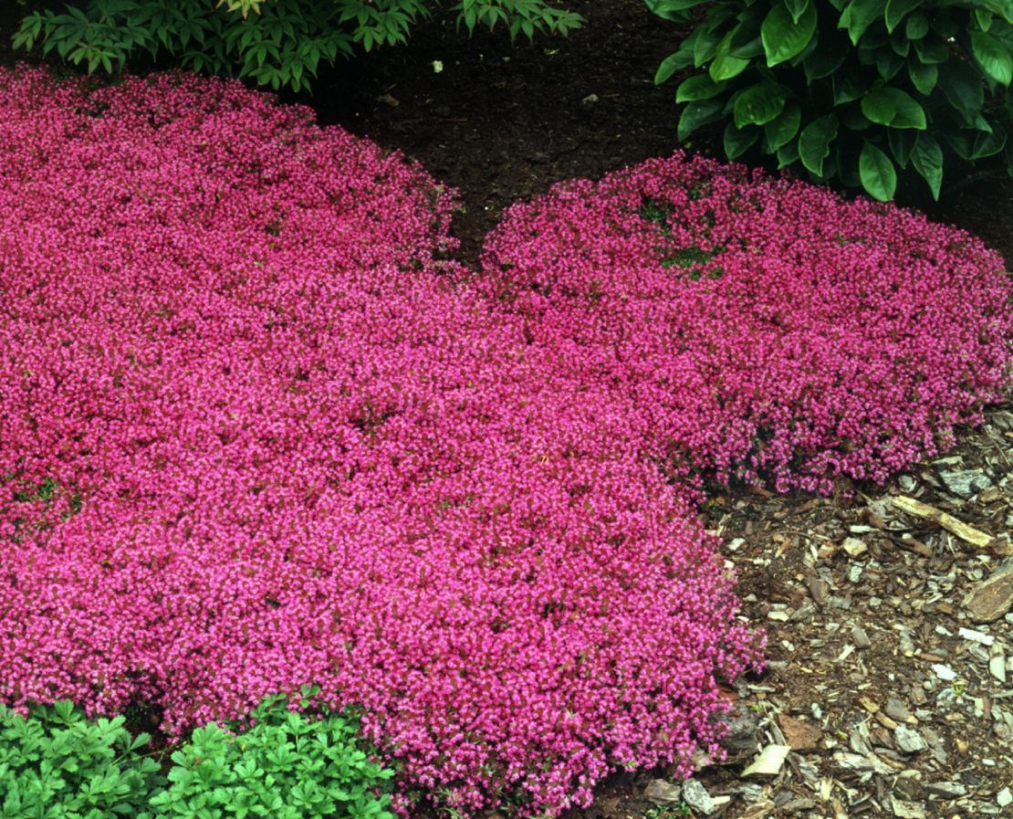 CI_Ball-Horticultural-Co_Red-creeping-thyme.jpeg