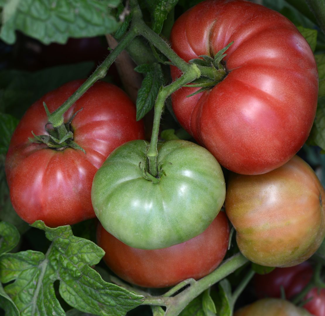 CI_Ball-Horticultural-Co_Tomatoes-on-the-vine.jpeg