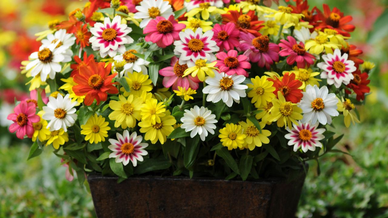 CI_Ball-Horticultural-Co_Zahara-Zinnia_h.jpeg