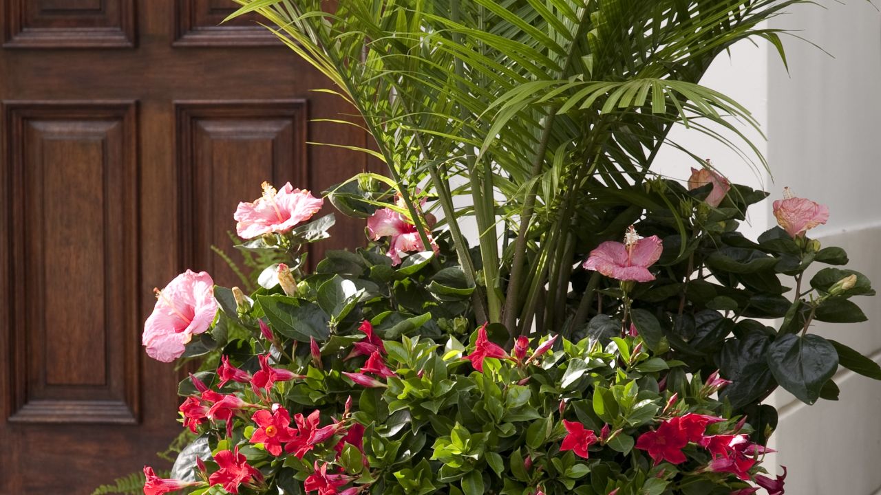 CI_Costa-Farms_Tropical-container-garden.jpeg