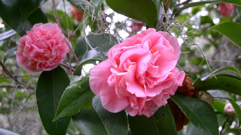 Light pink <em>Camellia japonica</em> ‘Debutante’ is bushy and vigorous.