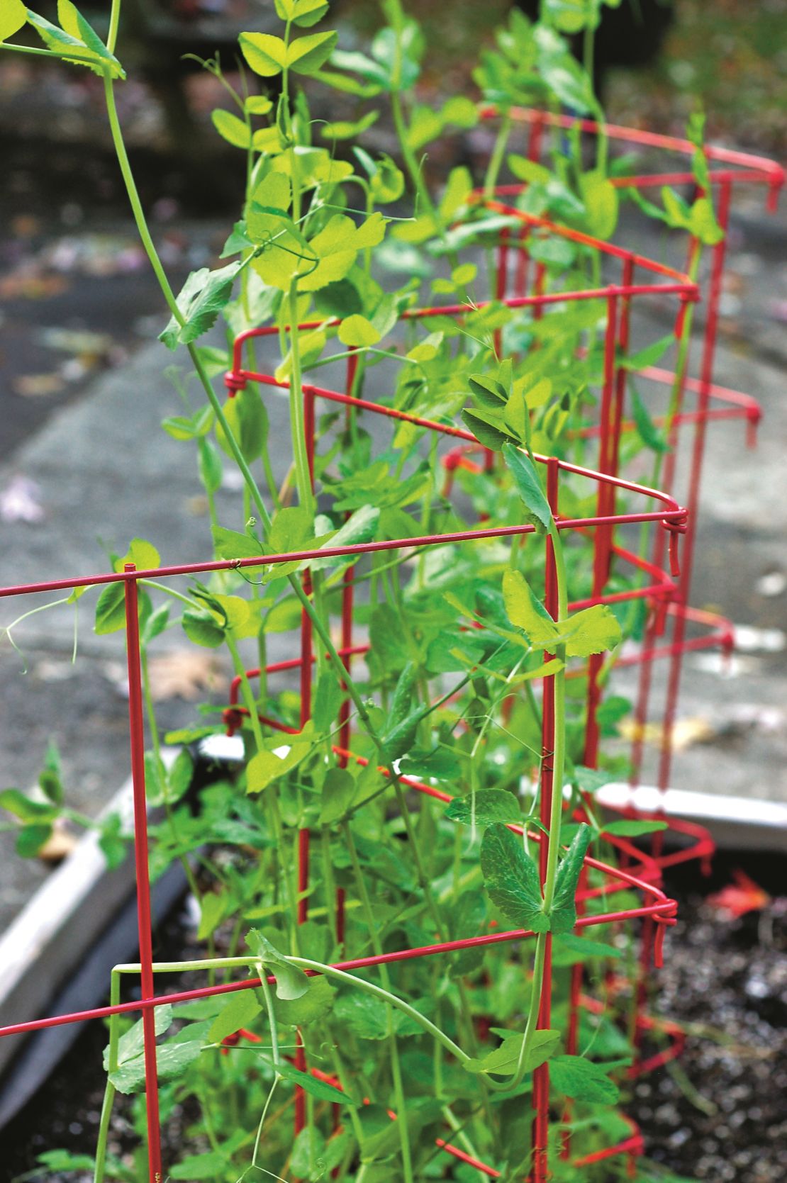 CI_Gardeners-Supply-Company_Expandable-Pea-Trellis.jpeg