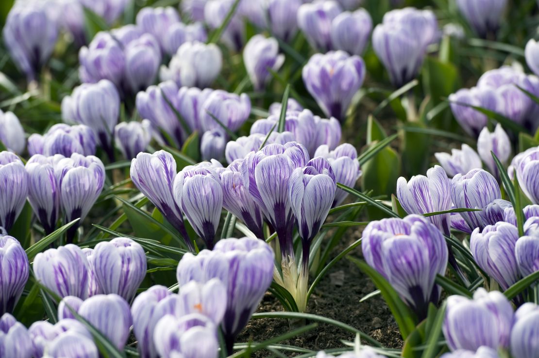 CI_iBulb-crocus.jpg