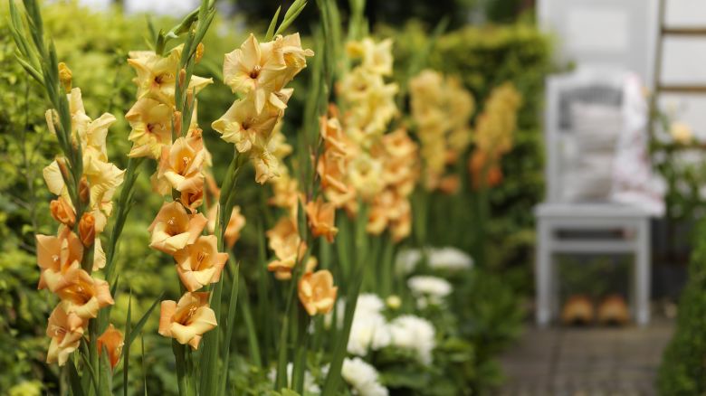 CI_iBulb_Gladiolus-in-planting-bed.jpg