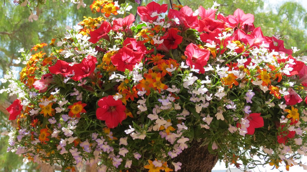 CI_National-Garden-Bureau_Pollinator-hanging-basket-garden.jpeg