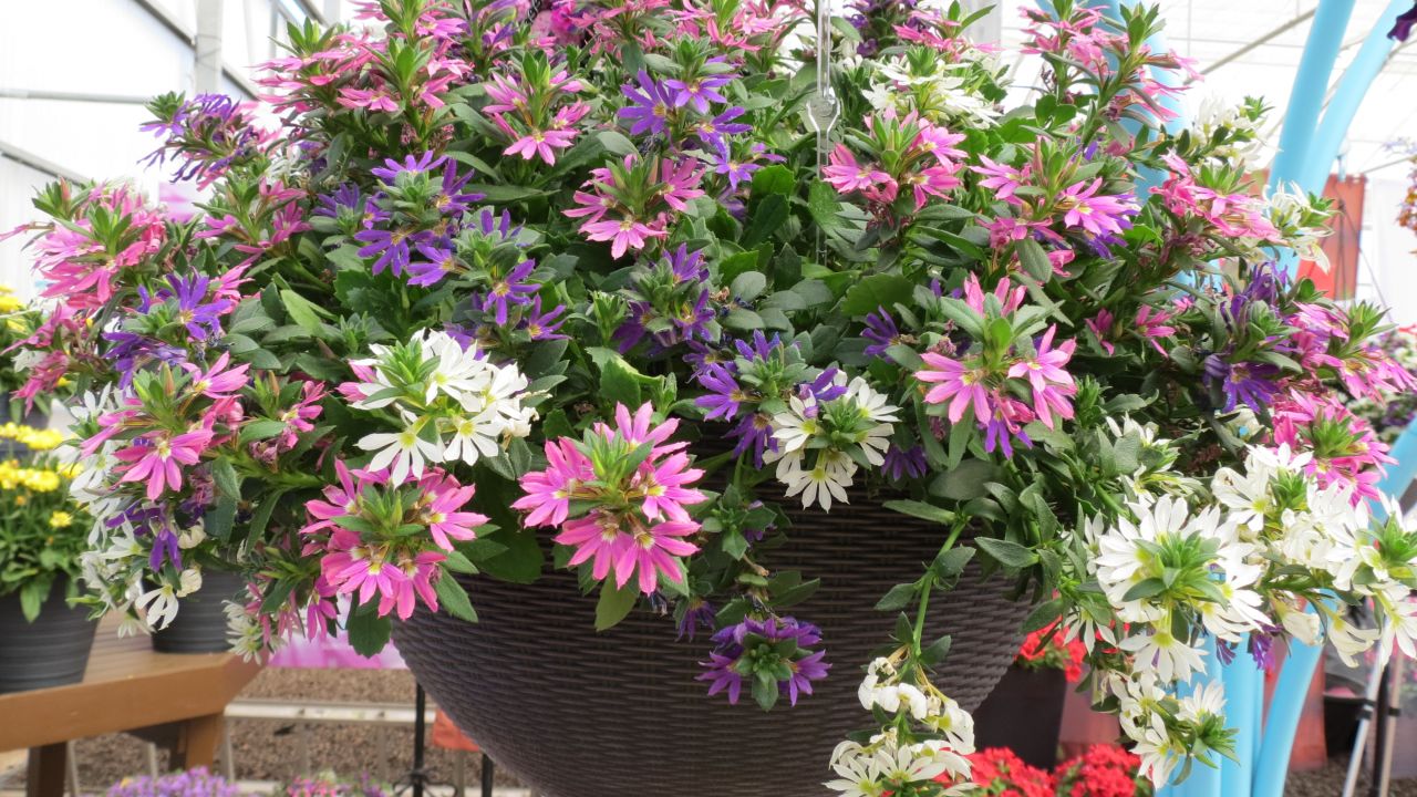 CI_National-Garden-Bureau_Scaevola-hanging-basket.jpeg