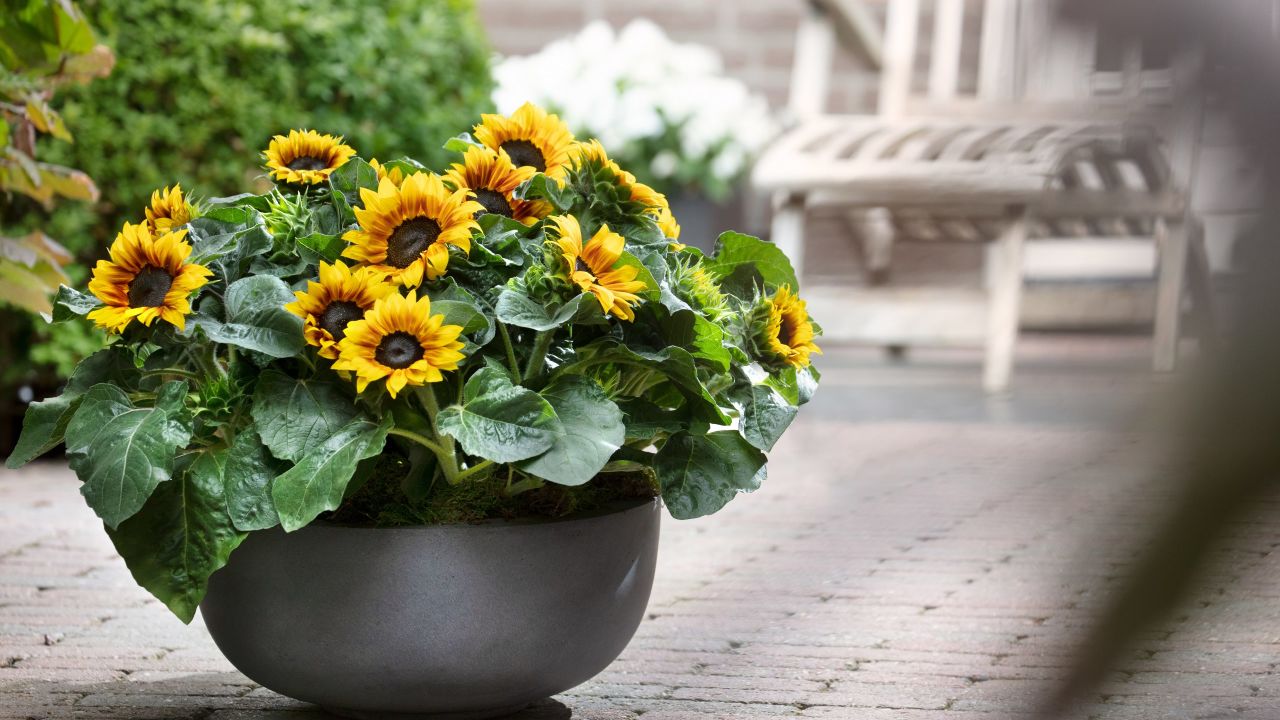CI_National-Garden-Bureau_Solsation-Flame-sunflower.jpeg