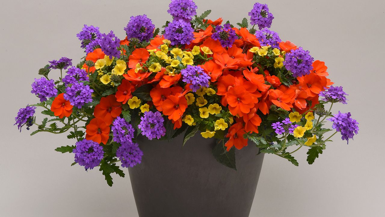 CI_National-Garden-Bureau_SunPatiens-container-garden.jpeg