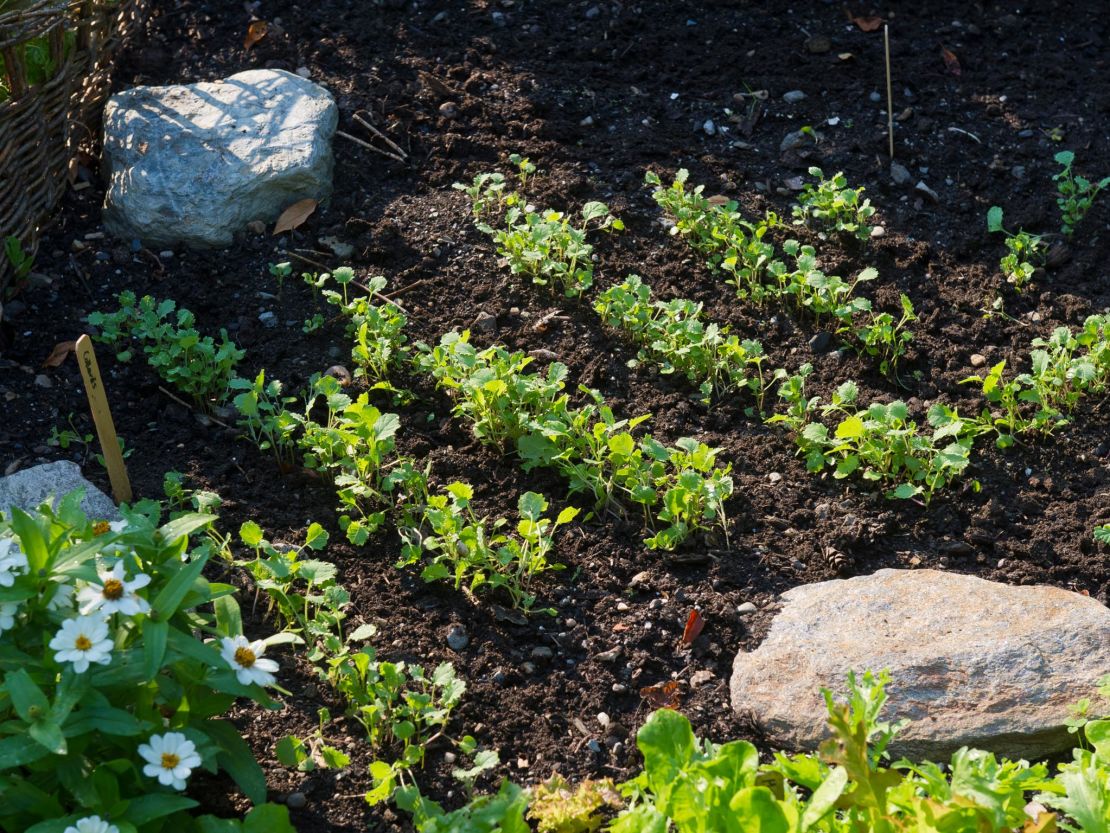 CI_Preen-Vegetable-seedlings.jpeg