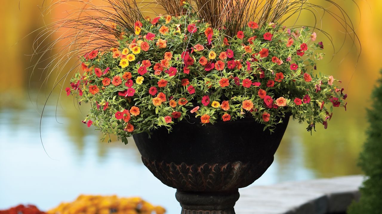 CI-Proven-Winners_calibrachoa-Superbells-Red_s3x4.jpeg