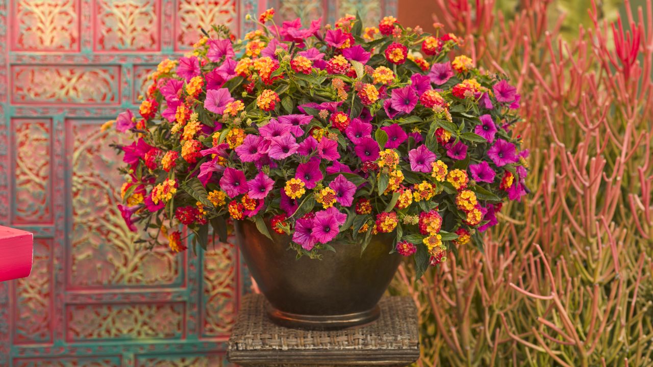 CI_Proven-Winners_Luscious-Berry-Blend-lantana.jpeg