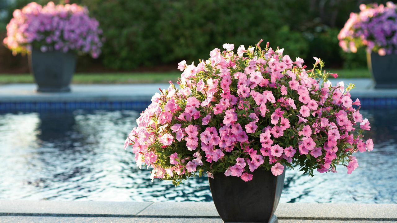 CI_Proven_Winners-Pool-Supertunia-Vista-Bubblegum-Petunia-Container.jpeg