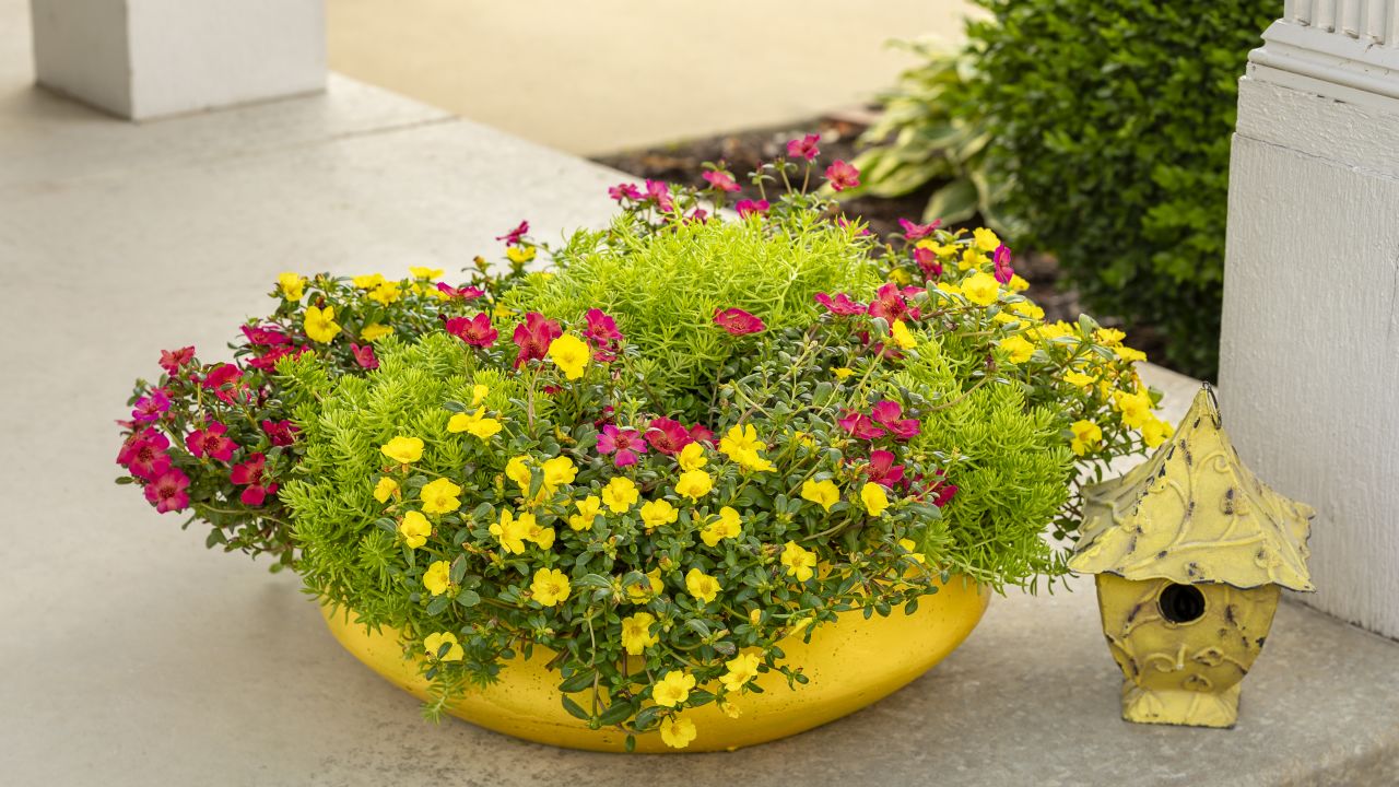 Bring color to sunny spots in your garden by planting a container of flowers for full sun. Here are 18 flowers for pots that can withstand all the sun and heat that summer brings.