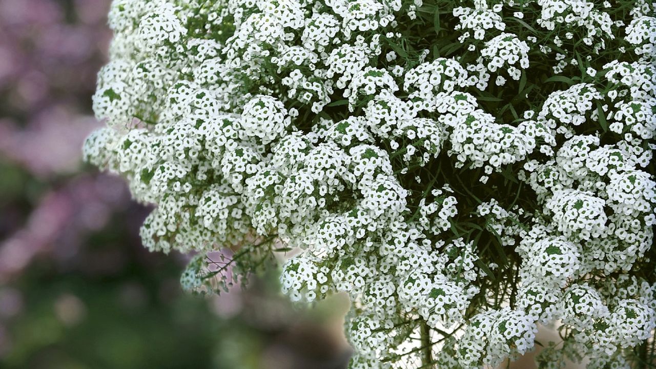CI_Proven-Winners_Snow-Princess-sweet-alyssum.jpeg