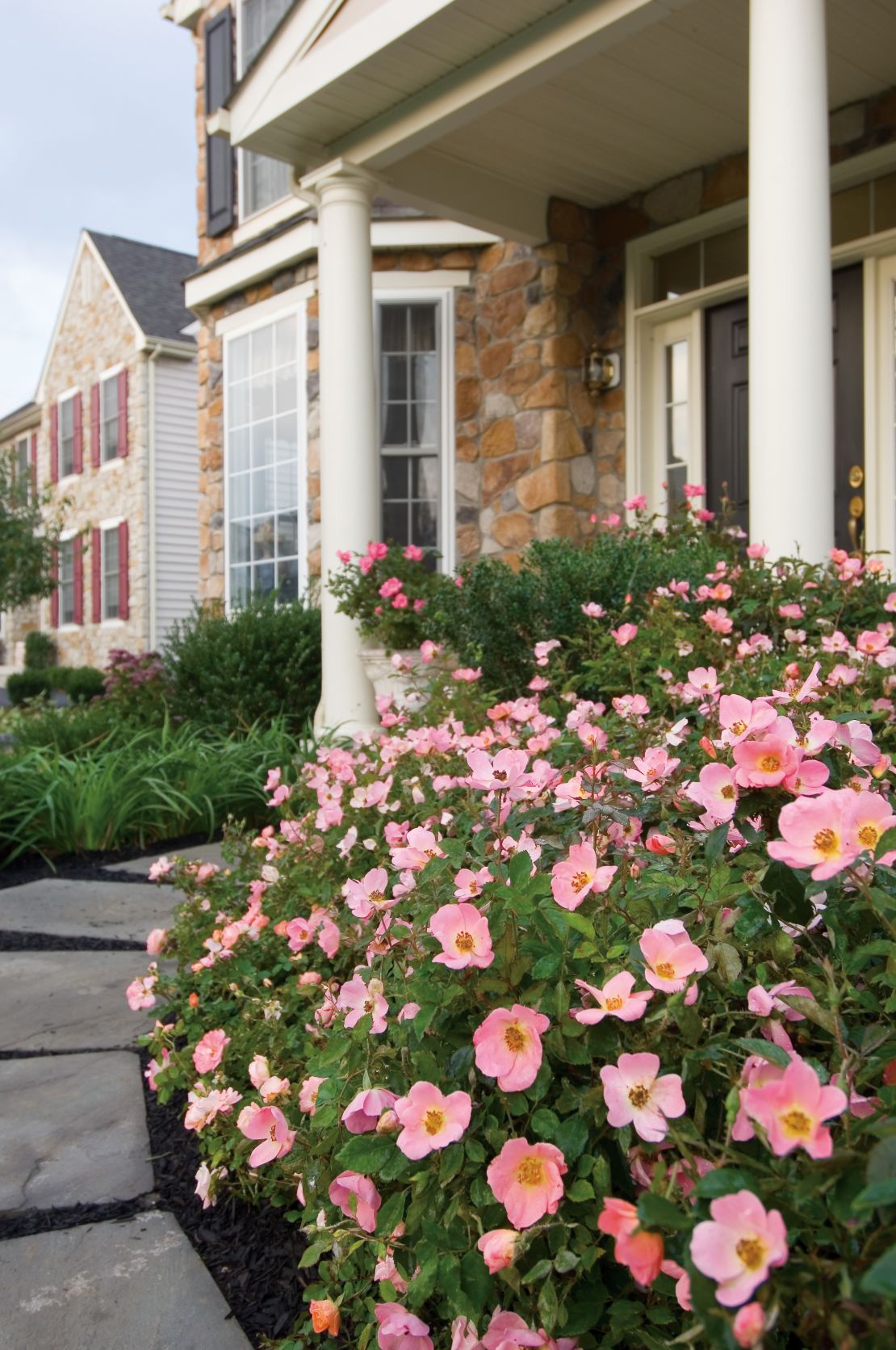 CI_Star_Roses_And_Plants-Rainbow-Knock-Out-Rose-Landscape.jpeg