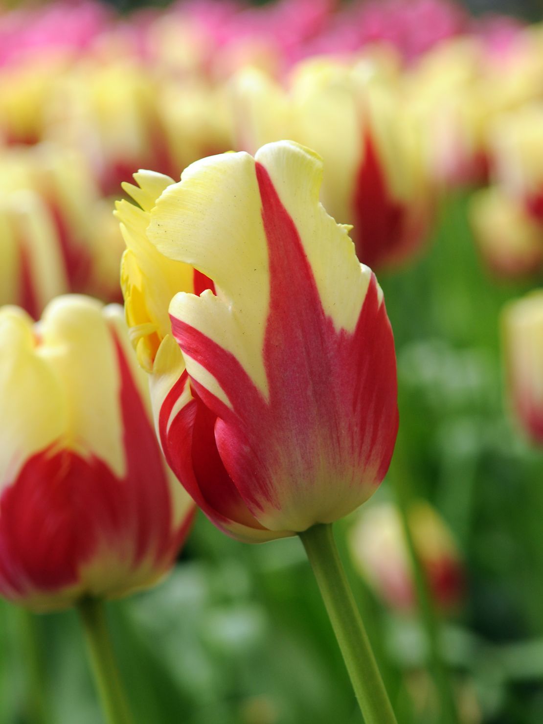 <em>Shown here: Tulipa 'Texas Flame' which has big "flaming" yellow and red blooms.</em>