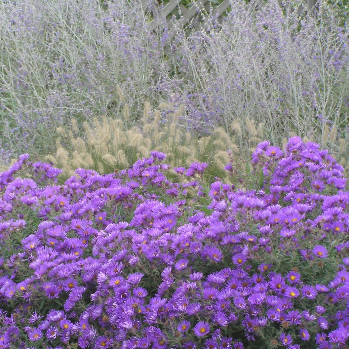 CI_Walters-Gardens_Purple-Dome-New-England-aster.jpeg