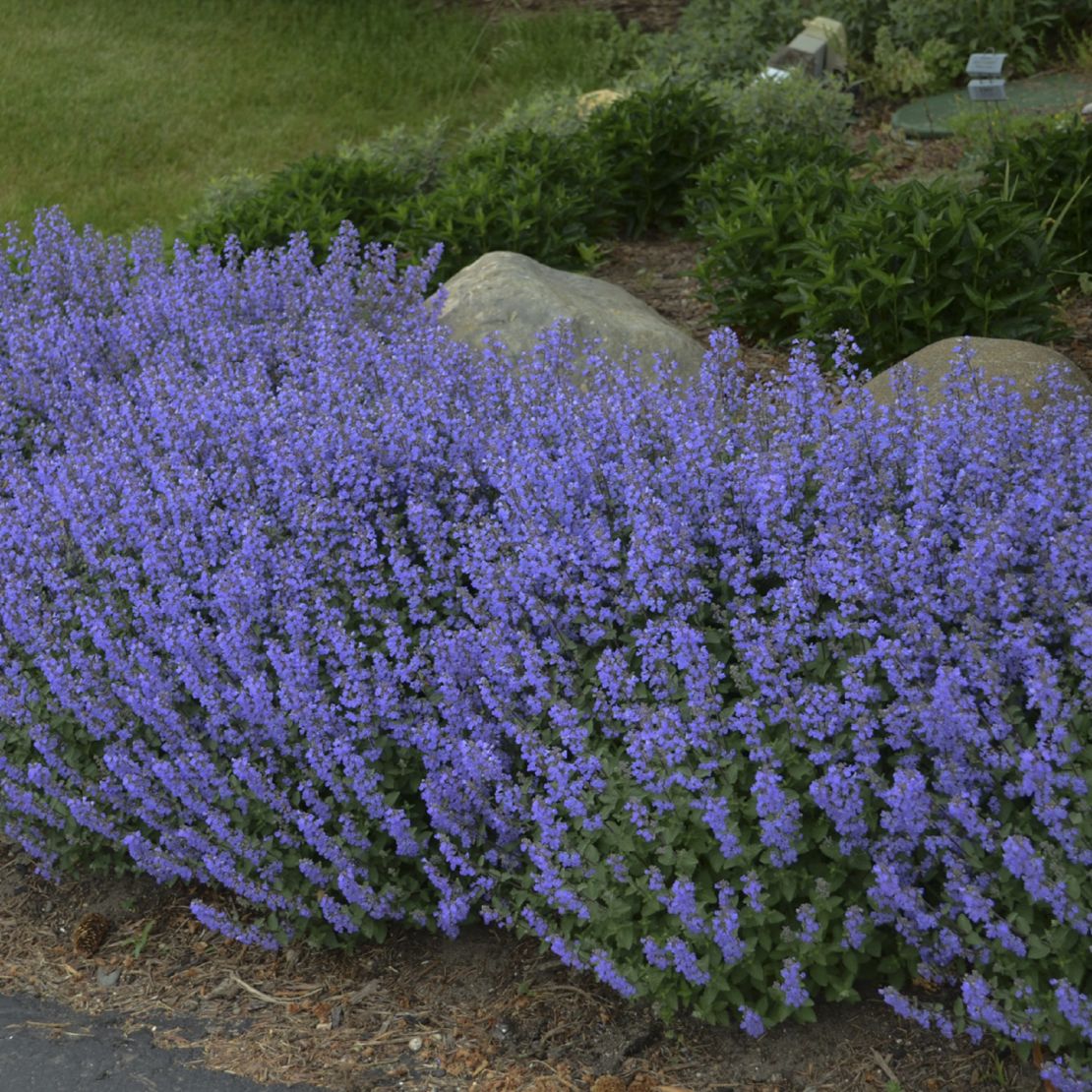 CI_Walters-Gardens_Purrsian-Blue-Catmint.jpeg