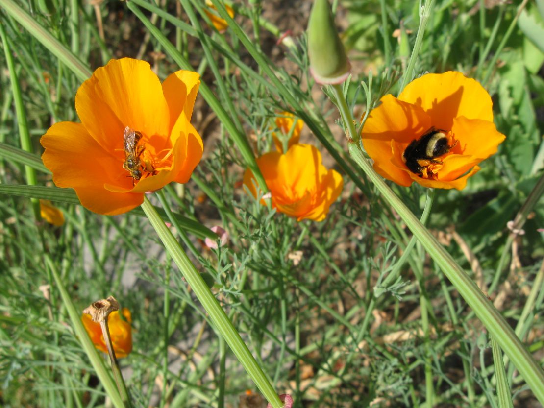 CI_Xerces-poppy-sweat-bee-and-yellow-faced-bumblebee.jpeg
