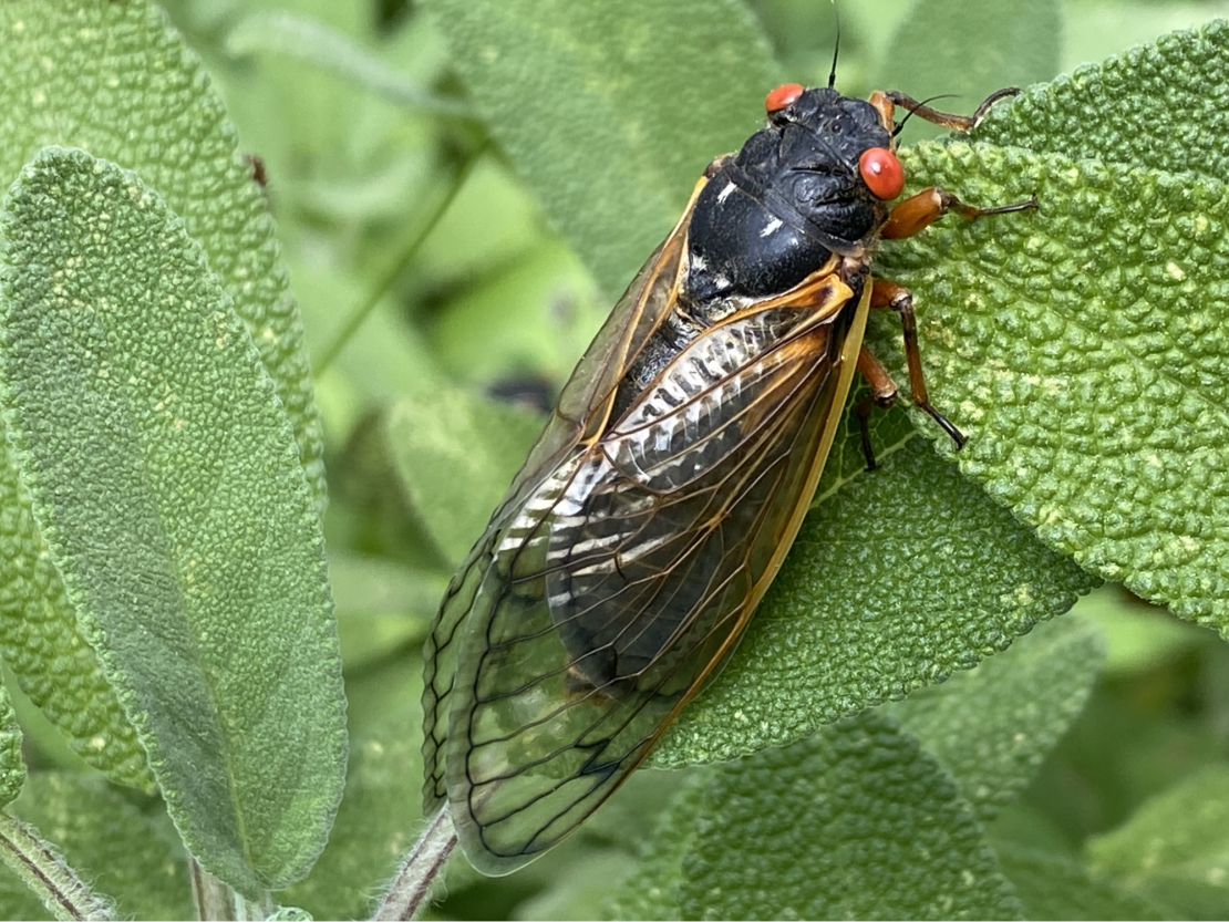 Closeup image of a cicada