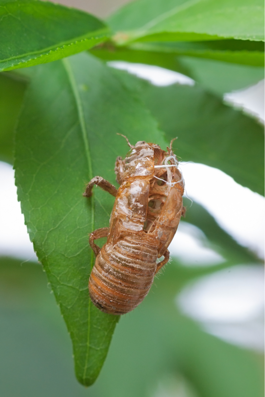 Empty cicada shell on a leaf