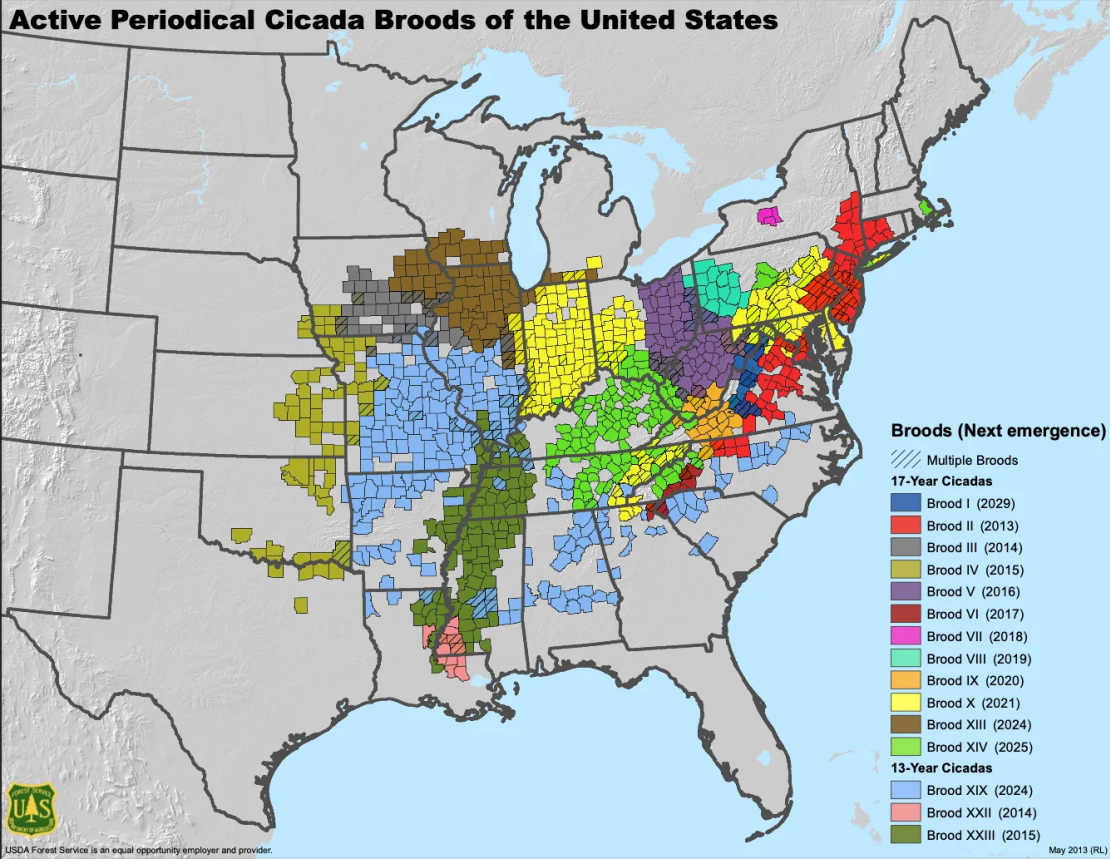 Map of where periodical cicadas emerge in the United States