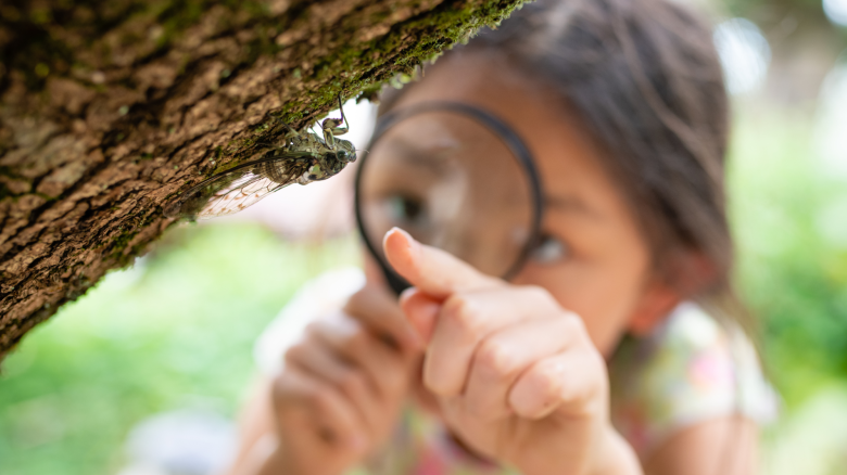 Girl looks at a cicada with a magnifying glass.