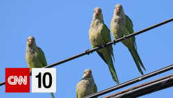 CNN 10 parrot thumb yt.png