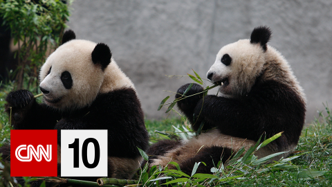 CNN 10 Thumb panda cnn.png