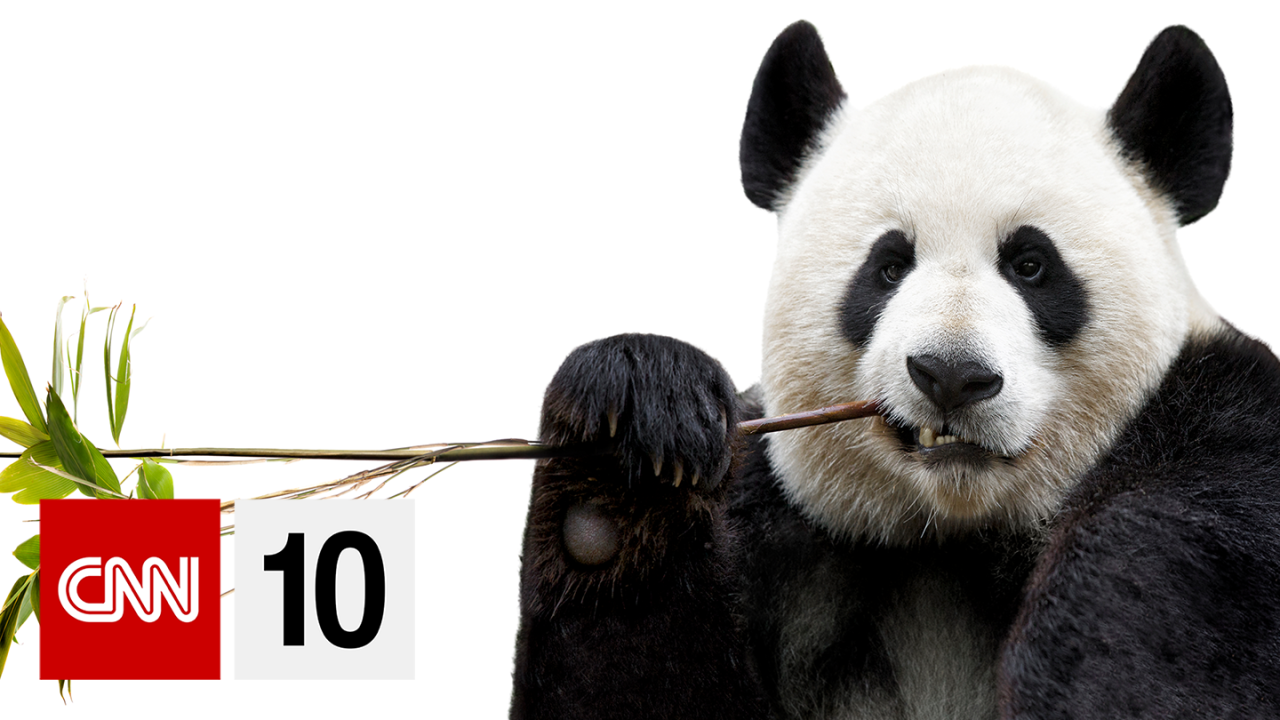 CNN 10 Thumb panda yt.png