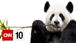 CNN 10 Thumb panda yt.png