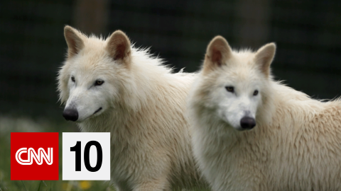 CNN10 Dire Wolves BUG.png