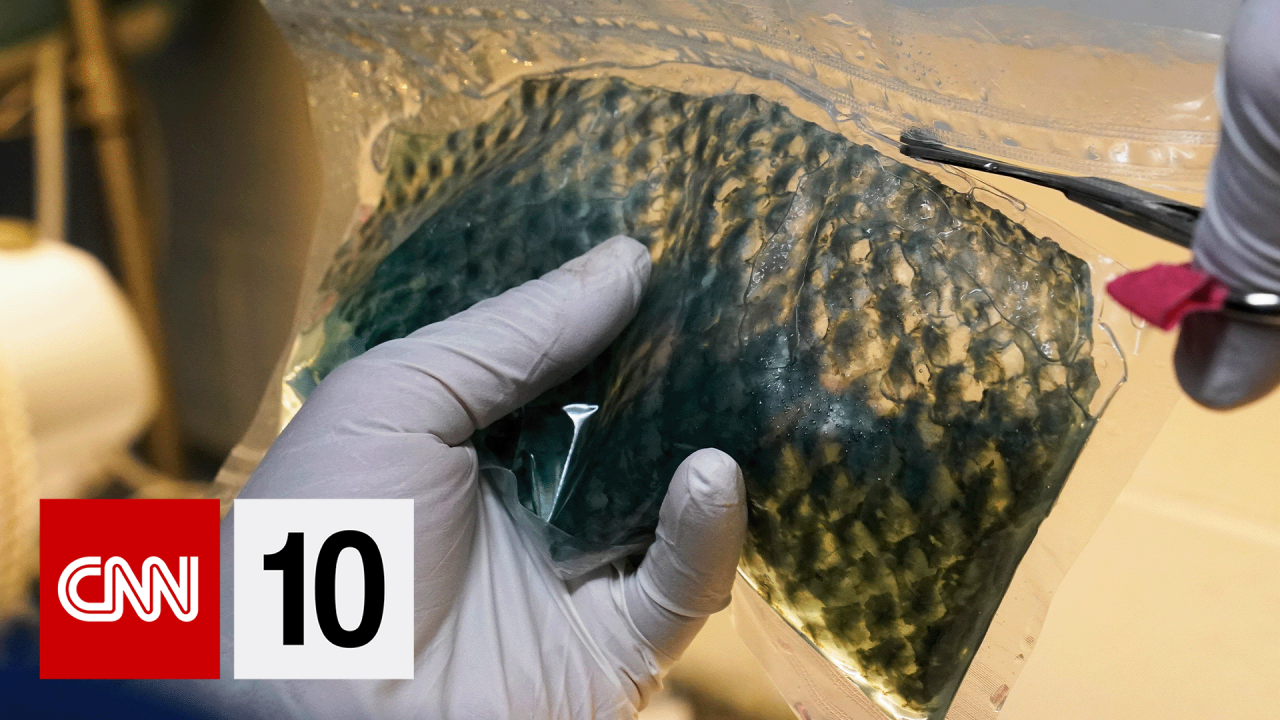 cnn10 fish skin BUG.png