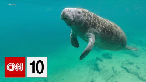 cnn10 Manatee BUG.png