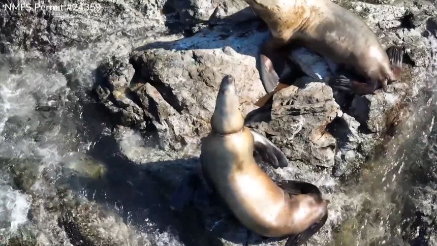 CNN10 Sea Lion Rescue .jpg
