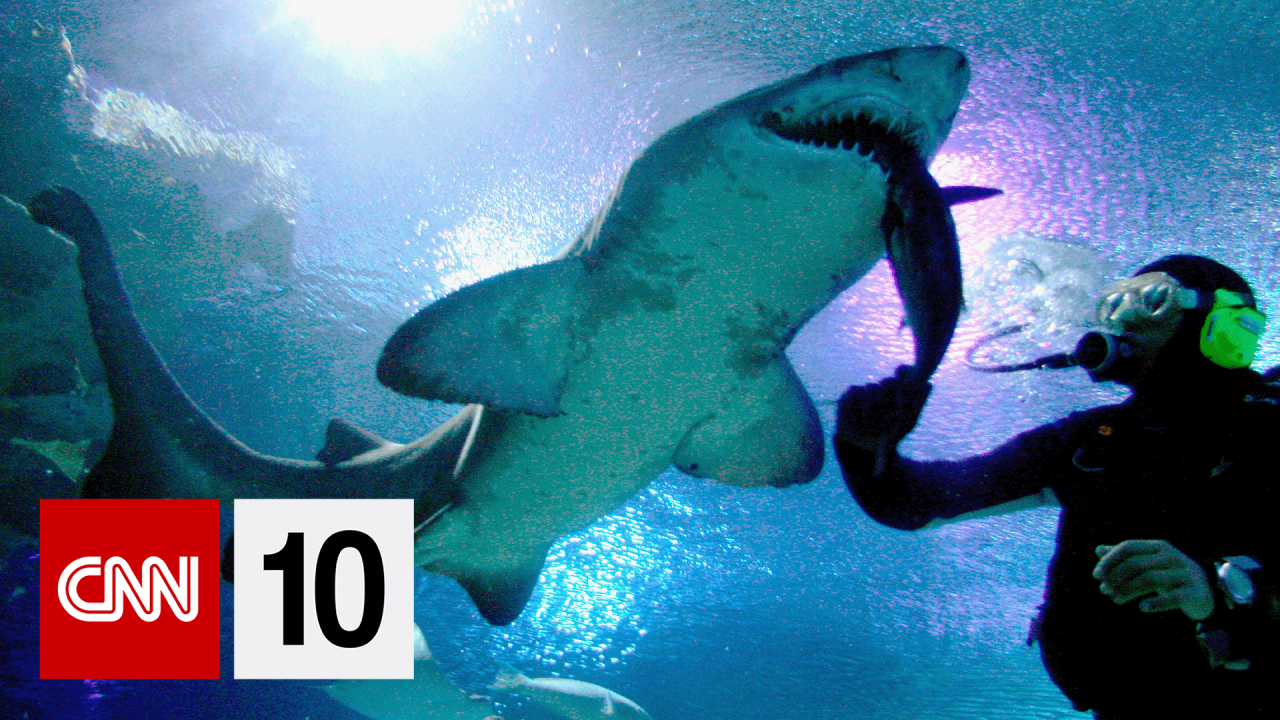 cnn10 Shark study BUG.png